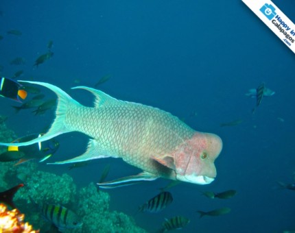 Discover the amazing underwater life of the Islands