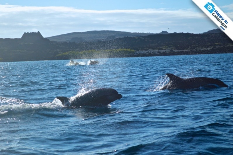 Dolphins playing in Galapagos