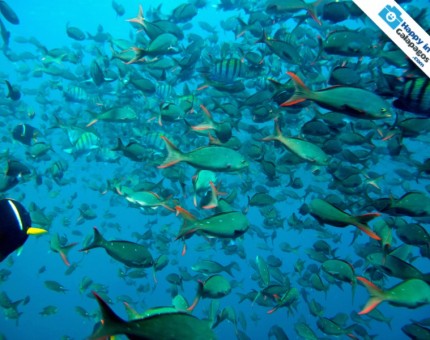 Enjoy the incredible marine wildlife of Galapagos