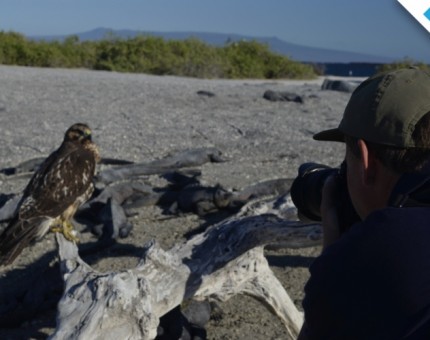 Photographing a Galapagos hawk in Fernandina Island