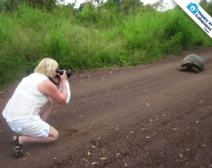 Photographing a really amazing giant tortoise