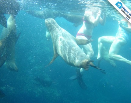 Swimming with a group of sea lions in the Galapagos