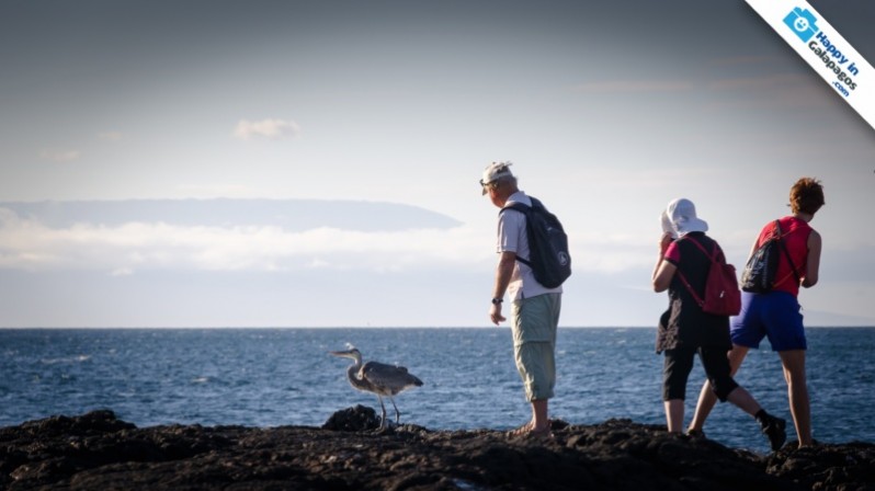 Watching a great blue heron in Galapagos