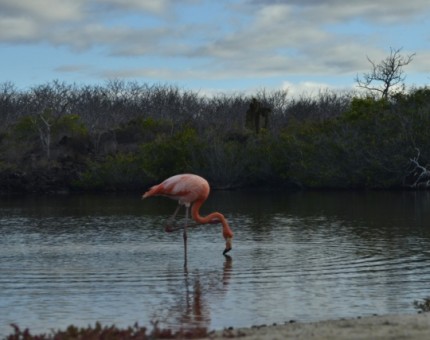 A flamingo in Las Bachas beach of Santa Cruz Island