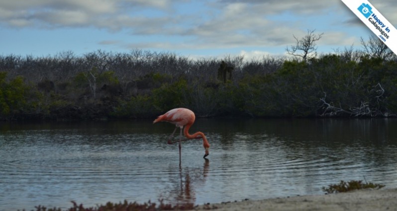 A flamingo in Las Bachas beach of Santa Cruz Island