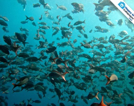 A place to discover the wonderful marine wildlife