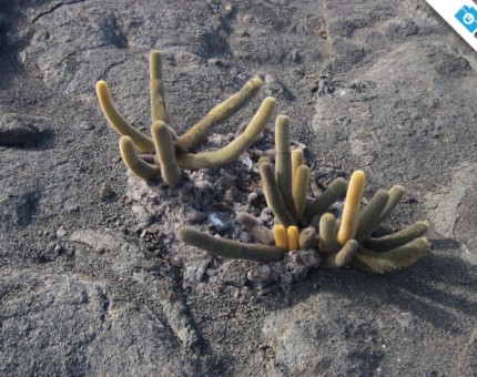 The smaller lava cactus in Punta Espinoza