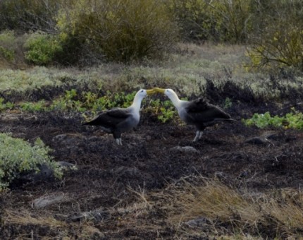 Galapagos Photo A romantic couple of albatross in Española Island