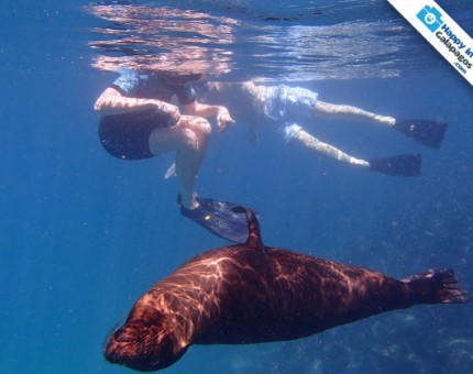 Galapagos Photo An amazing experiences with the playful sea lions