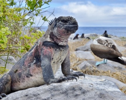 Galapagos Photo The amazing wildlife in this unique environment