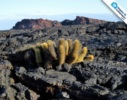 Galapagos Photo A lava cactus in a rocky lava field