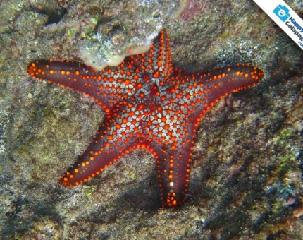 Galapagos Photo A red starfish in Bartolome