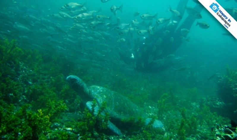 Galapagos Photo Discover the Galapagos’ undersea world