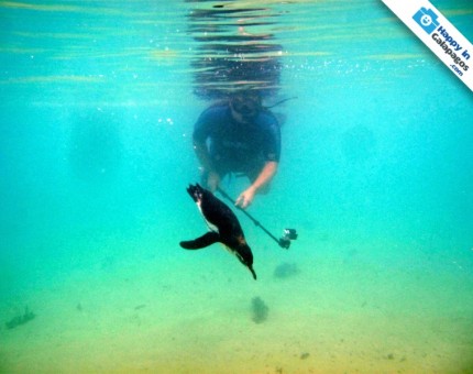 Galapagos Photo The only place where you can snorkel with penguins